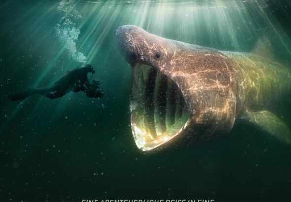 Ein Taucher schwimmt auf das offene Maul eines Hais zu - Die Wilde Nordsee - Natur, die sich nicht zähmen lässt